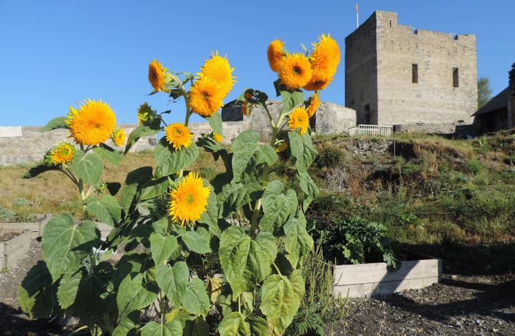 Journées du Patrimoine de Pays & des Moulins - Citadelle