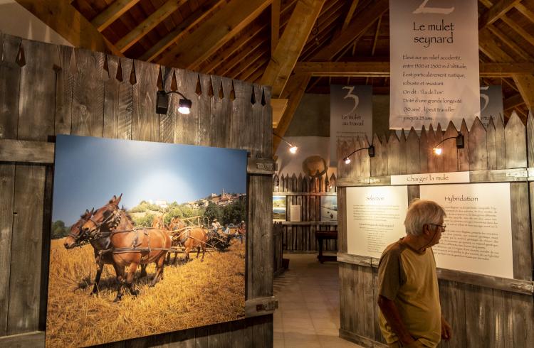 expo permanente Maison du Mulet - expo permanente Maison du Mulet