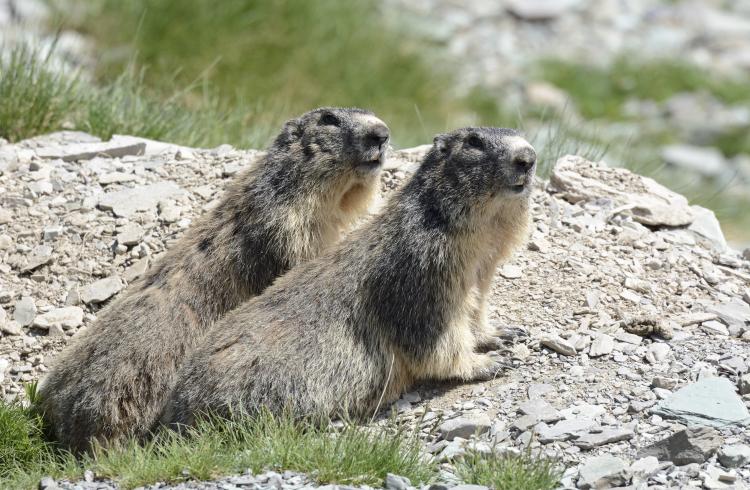 Marmottes - Marmottes
