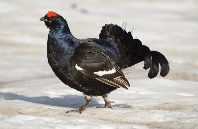 Tétras lyre - Tétras lyre