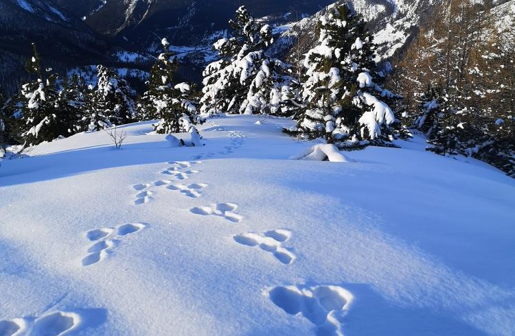 Balade nature & panoramique autour de Barcelonnette_Barcelonnette - Balade nature