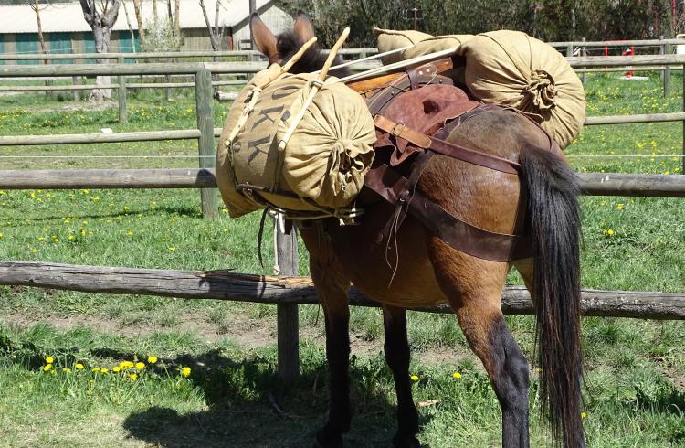 Mules en Seyne, Concours de bâtage et Jeux muletiers_Seyne - Mule
