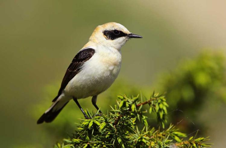 Rencontre LPO à l'Alternateur_Seyne