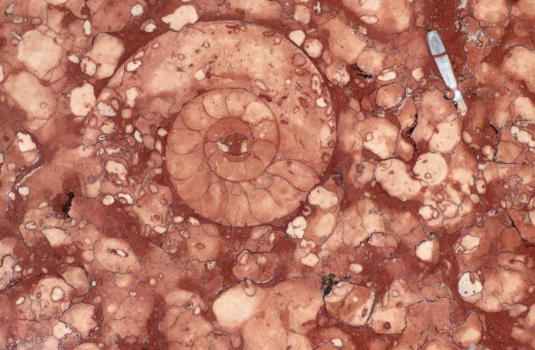 Enquête animée : Le village aux ammonites_Saint-Crépin