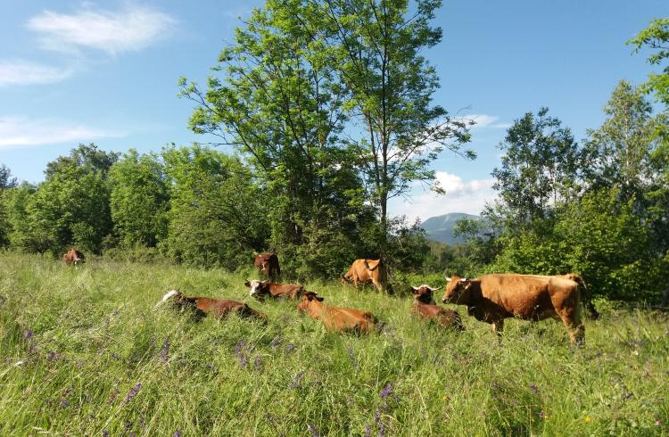 De ferme en ferme : La Ferme des Montclarines_Montclar - vaches
