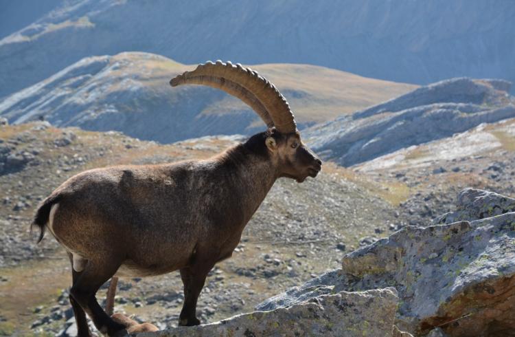 Bouquetin des Alpes - Bouquetin des Alpes