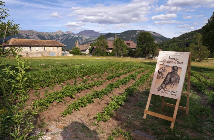 Les Jeudis animés de la Maison du Mulet : Les mulets et leur travail - Culture plein champ