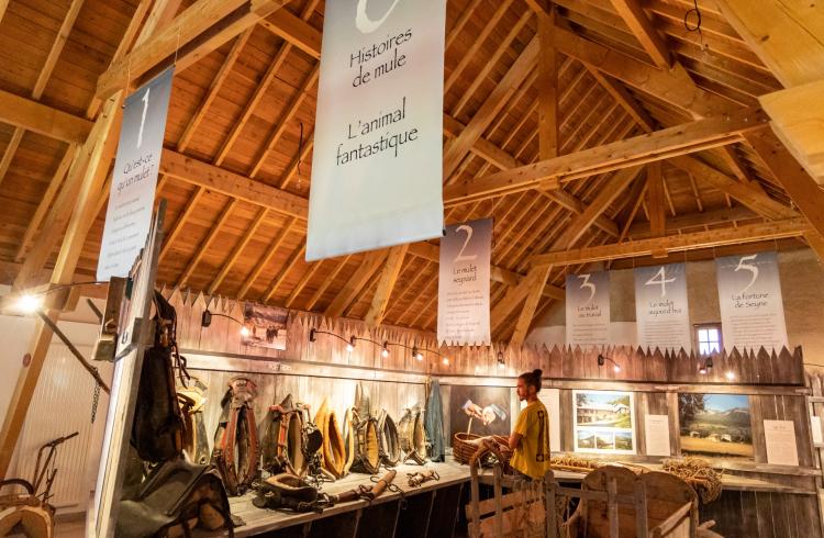 Les Jeudis animés de la Maison du Mulet : Les mulets et leur travail - expo permanente Maison du Mulet