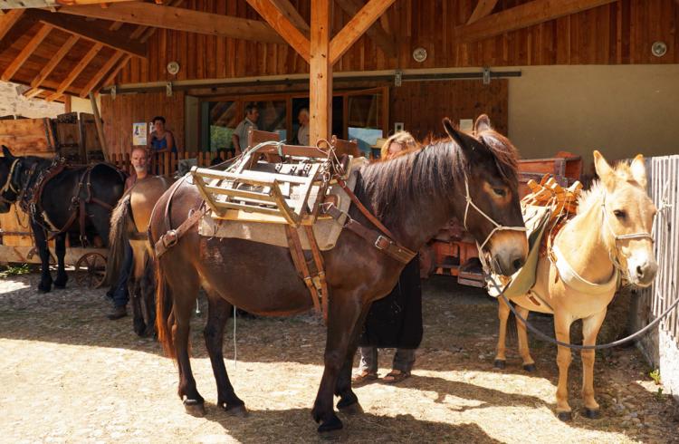 Les Jeudis animés de la Maison du Mulet : Les mulets et leur travail - Cheval attelé