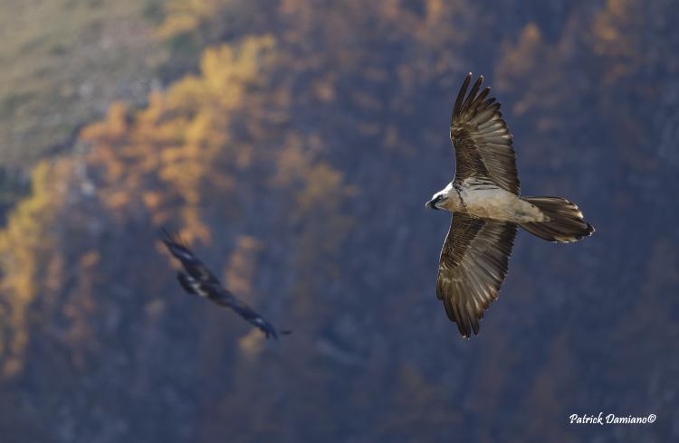 Atelier-nature Une année avec les gypaètes barbus_Barcelonnette