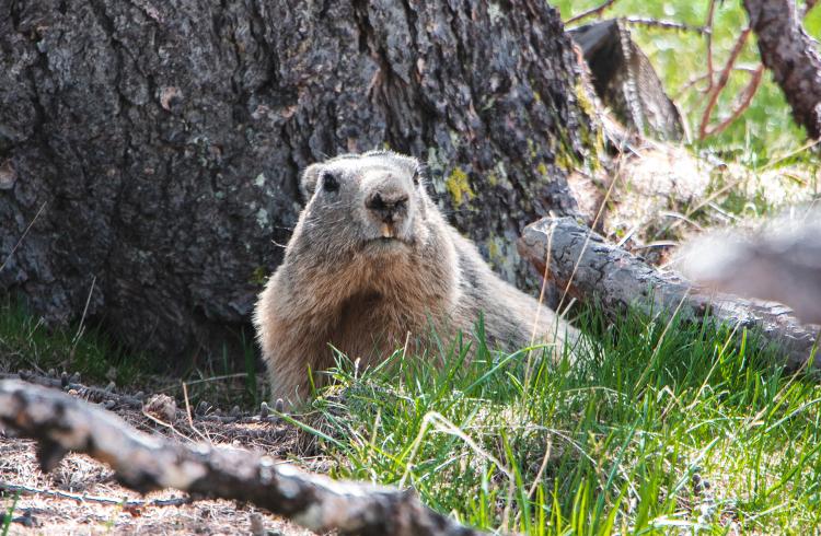 Animations pédagogiques autour de la marmotte_Le Sauze 1400 - Marmotte