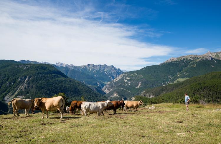 Rando curieuse : La saga de l'herbe_Arvieux
