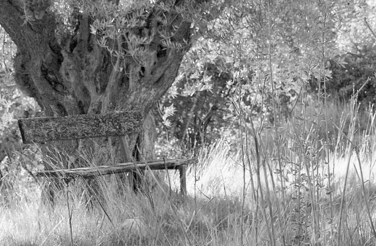 Expo photo "des arbres - des rêves" - Expo photo "des arbres - des rêves"