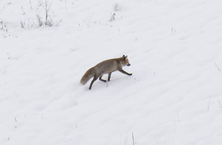 Des sons dans la montagne - Le Sauze