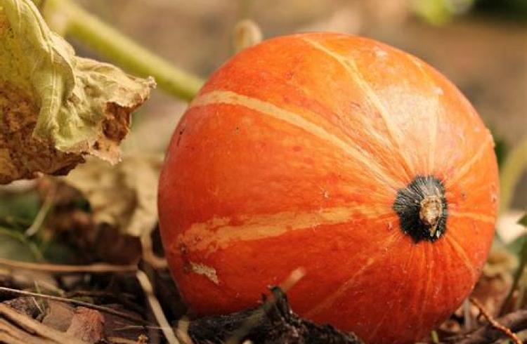 Atelier cuisine de Noël à l‘Alternateur_Seyne - Potimarron