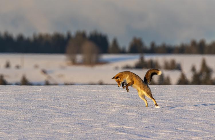 Exposition Éric Poussin photographe voyageur_Seyne - Renard dans la neige