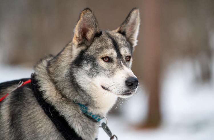 Découverte des chiens de traîneau - Le Sauze - Chien de traîneau