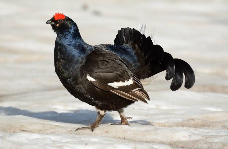 Stand : A la découverte des animaux sauvages de Pra Loup_Pra Loup 1600