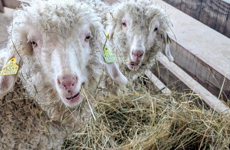 Ferme itinérante de La colline des Lutins à Chabanon_Selonnet - Mouton