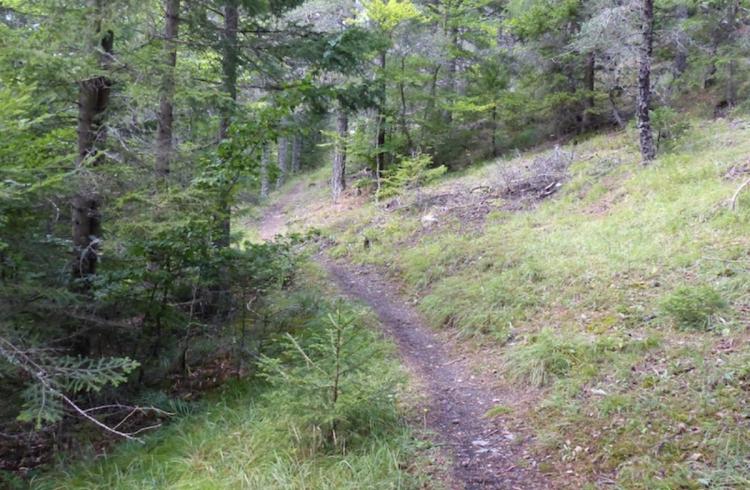 Journée internationale des forêts_Seyne - Forêt de mélèzes