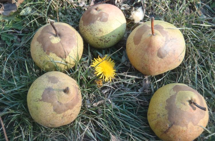 Journée taille et greffe des arbres fruitiers_Seyne - pommes du verger