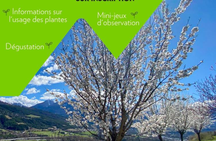 Balade botanique familiale_Embrun - Balade botanique familiale_Embrun