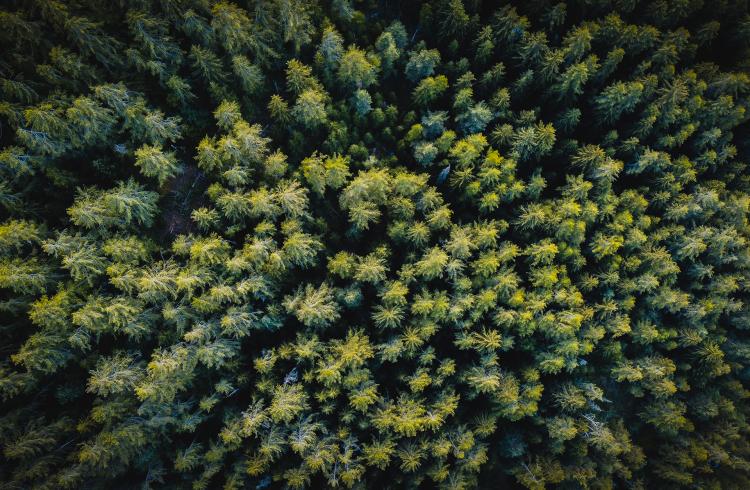 Table ronde autour de la forêt et du bois en Ubaye - Barcelonnette