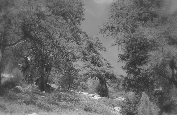 Exposition Les arbres en couleurs – Sous les branches de l’art_Barcelonnette