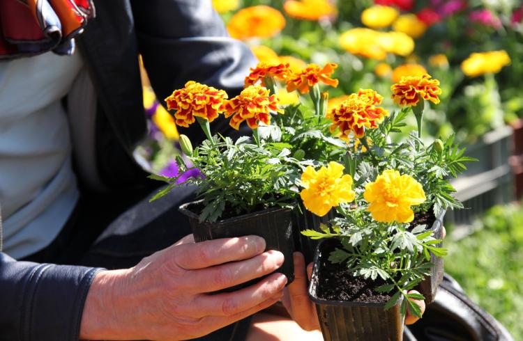 Foire aux Fleurs et aux Saveurs - Bouquet de fleur