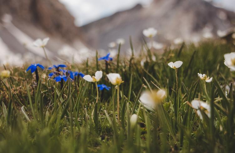 Causerie en montagne : À la découverte de la flore de l'Ubaye et des Alpes du sud_Barcelonnette