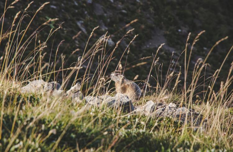 Causerie en montagne : La photographie animalière_Barcelonnette
