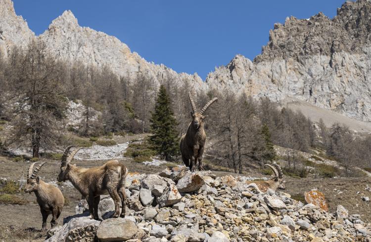 Causerie en montagne : Sur la trace des animaux_Barcelonnette