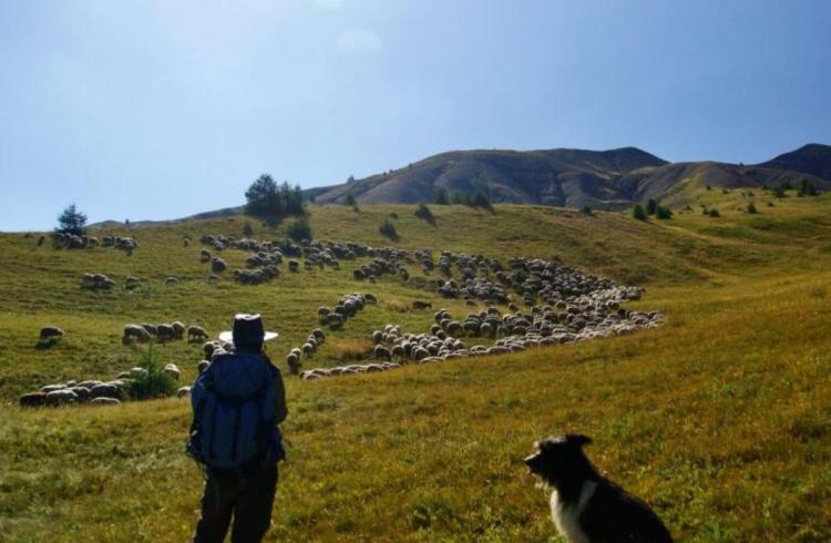 Sur les pas du berger : balade, contes et dégustation_Jausiers