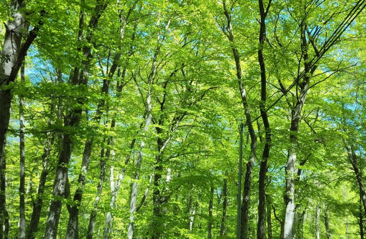 karoaké ls rimachays de pontis SLL - karoaké ls rimachays de pontis SLL