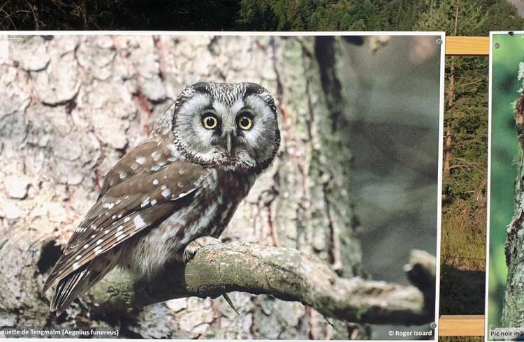 Projection du film "Auzet la nature" à l'Alternateur_Seyne - Expo naturaliste Roger Isoard