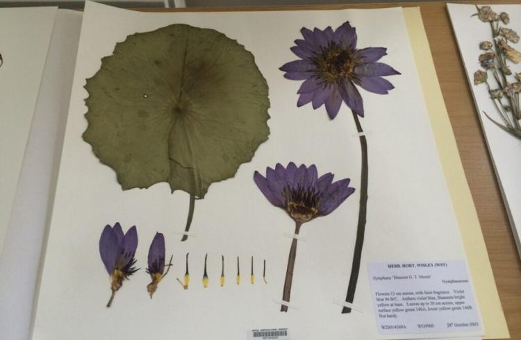 Atelier Herbier_Montclar - Herbier