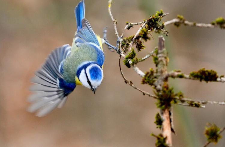 "Fête de la nature" Atelier photo_Montclar - Mésange bleue