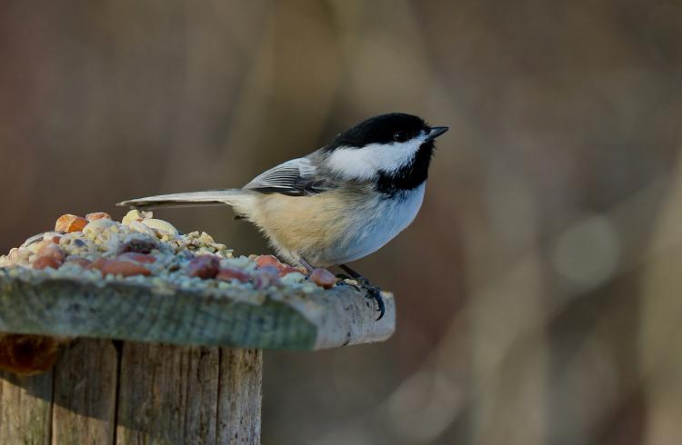 Safari des petites bêtes et découverte des oiseaux à la Maison du Mulet_Seyne - découverte des oiseaux