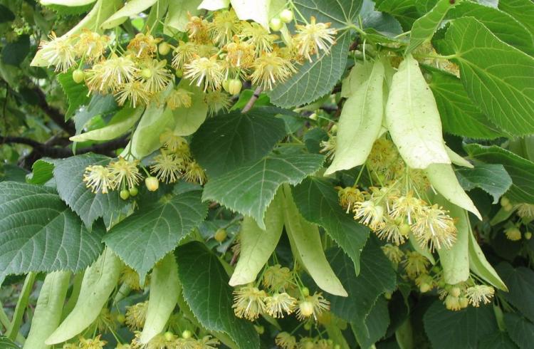 Balade botanique les plantes médicinales à Seyne - Balade botanique les plantes médicinales