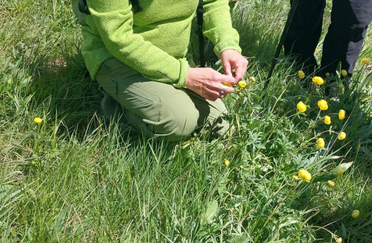 Balade découverte les plantes médicinales à Seyne_Seyne - Balade découverte les plantes médicinales
