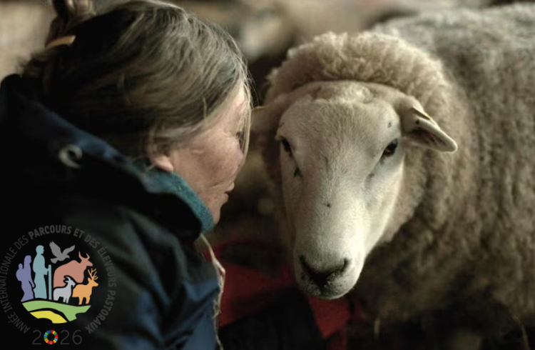 notes of sheepland