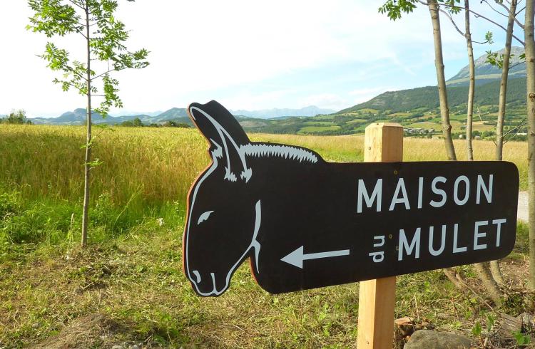Balade contée "suivre les pas des troupeaux"_Seyne - Maison du mulet