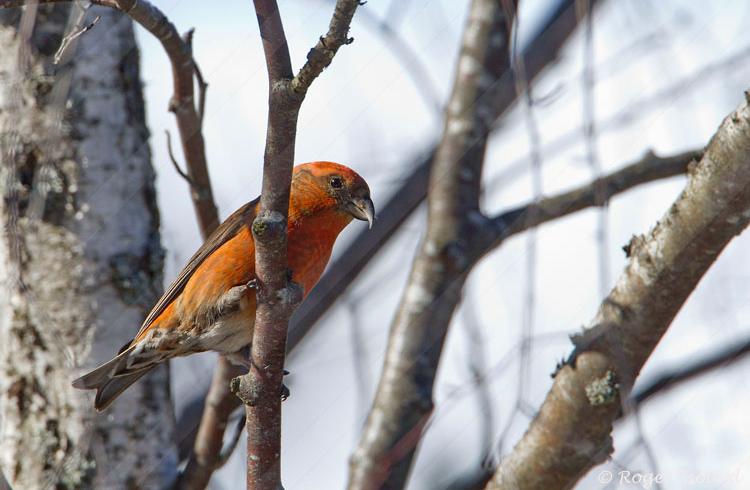 Balade guidée découverte des oiseaux_Seyne - oiseaux