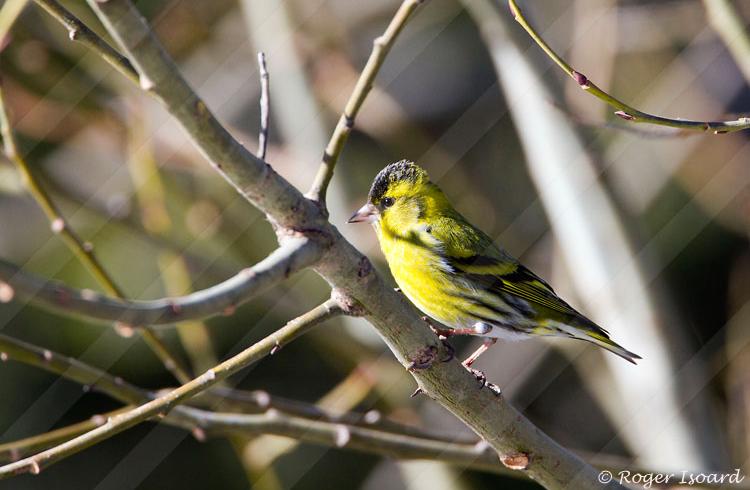 Balade guidée découverte des oiseaux_Seyne - oiseaux
