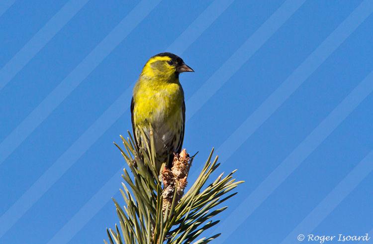 Balade guidée découverte des oiseaux_Seyne - oiseaux