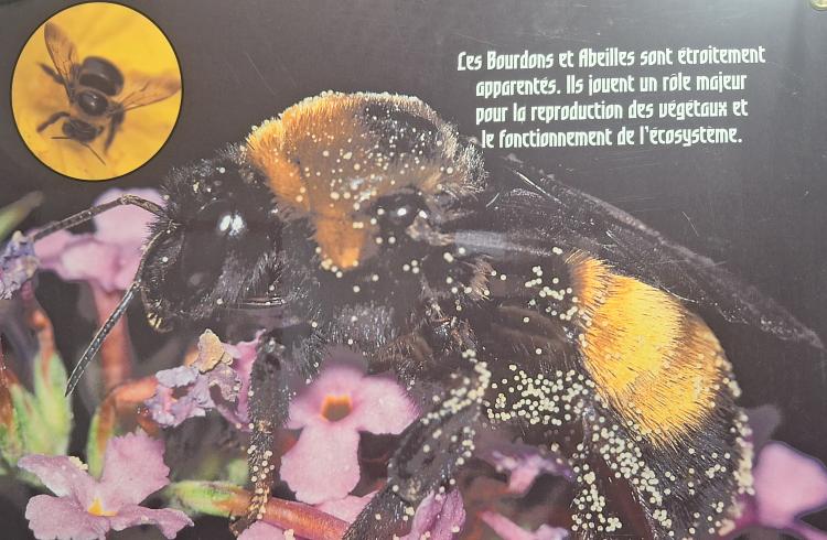 Exposition "les abeilles"_Montclar - md04