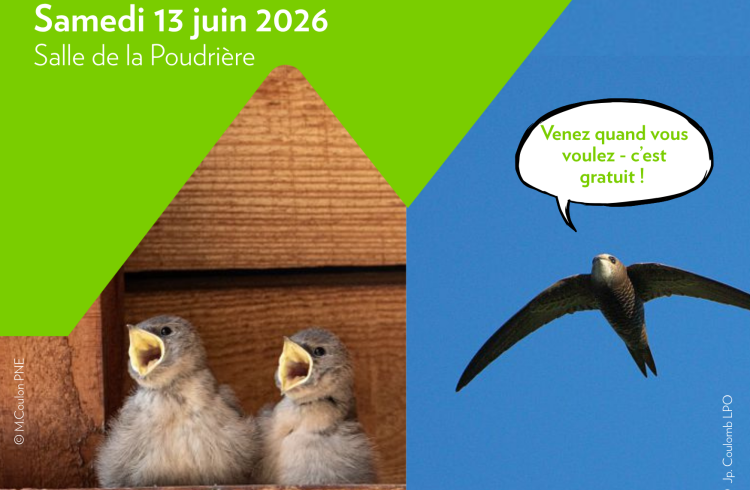Fête du Martinet_Embrun - Fête du Martinet_Embrun
