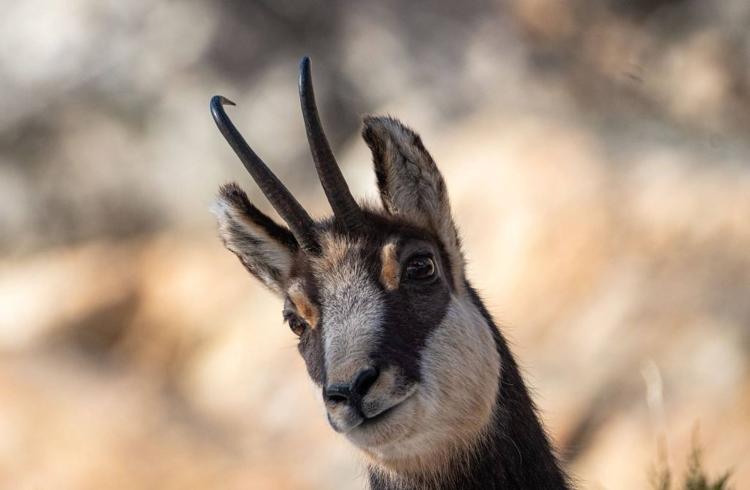 Chamois