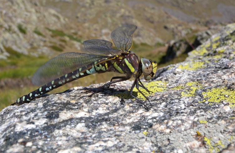 Découverte de la biodiversité du golf de Barcelonnette_Barcelonnette - Découverte de la biodiversité du golf de Barcelonnette_Barcelonnette