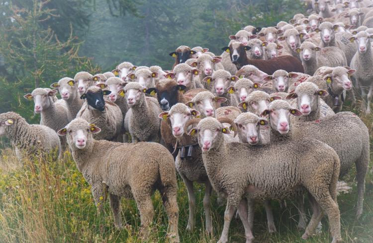 Moutons